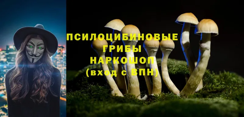 Псилоцибиновые грибы Psilocybine cubensis  Саратов 